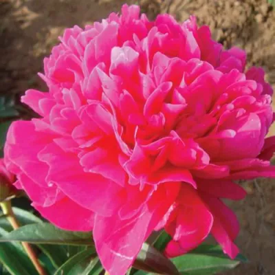 Пион РУБИНОВЫЙ СВЕТ травянистый в Пензе