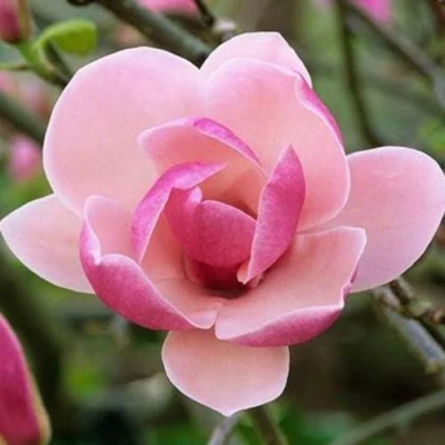 Магнолия РУСТИКА РУМБА в Пензе