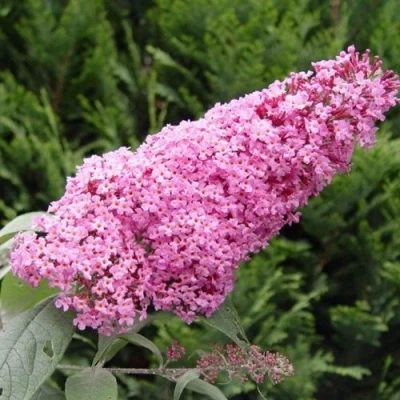 Буддлея давида ПИНК ДЕЛАЙТ в Пензе