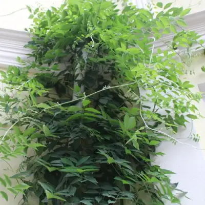 Глициния макростахия БЛЮ МУН в Пензе