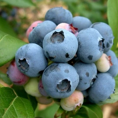 Голубика КОЛЛИНЗ в Пензе