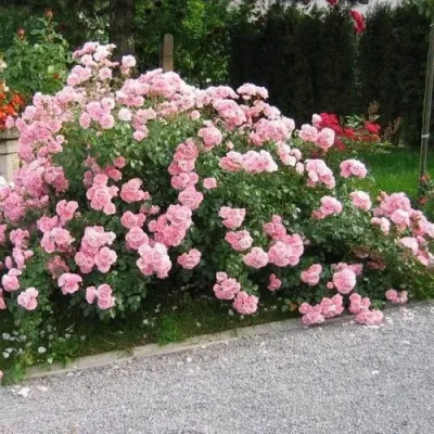 Роза БОНИКА флорибунда в Пензе