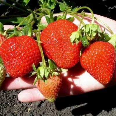 Клубника САН АНДРЕАС ремонтантная в Пензе