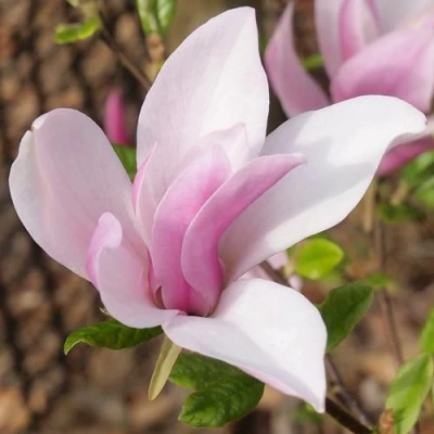 Магнолия БЕТТИ в Пензе