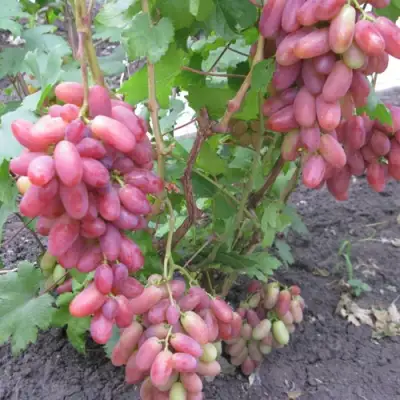 Виноград ЮЛИАН в Пензе