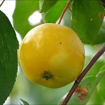 Яблоня КИТАЙКА ЖЁЛТАЯ колонновидная в Пензе