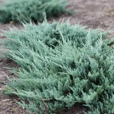 Можжевельник БЛЮ ЧИП горизонтальный в Пензе