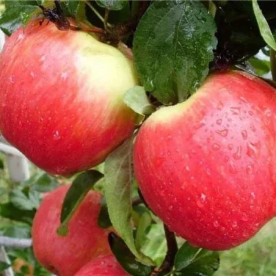 Яблоня ЖЕНЕВА (ЖЕНЕВА ЭРЛИ) в Пензе