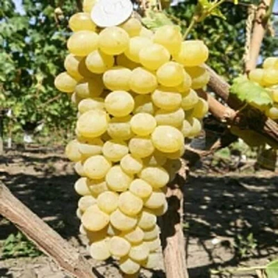 Виноград КИШМИШ ЗОЛОТЦЕ в Пензе