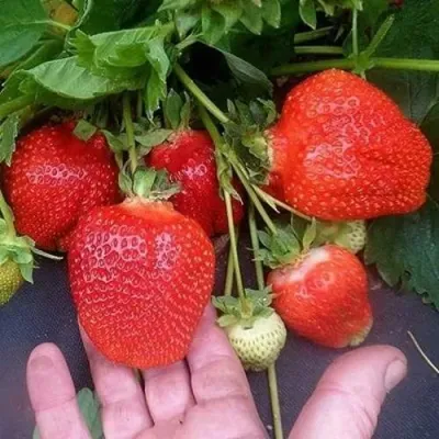 Клубника АЗИЯ в Пензе