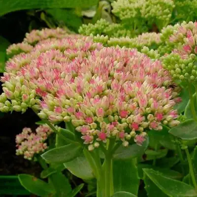 Очиток (седум) БРИЛЛИАНТ в Пензе