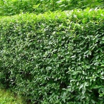 Бирючина обыкновенная в Пензе