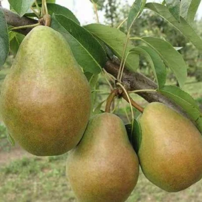груша Стрийская