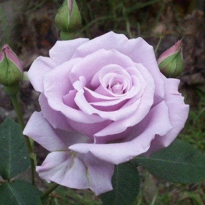 саженцы розы Сильвер Стар