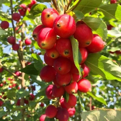 Яблоня КИТАЙКА ДОЛГО декоративная в Пензе