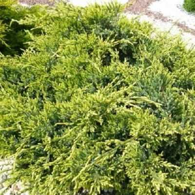 Можжевельник ГОЛД СТАР средний в Пензе