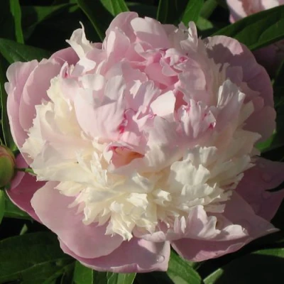 Пион ЩЕРБЕТ травянистый в Пензе