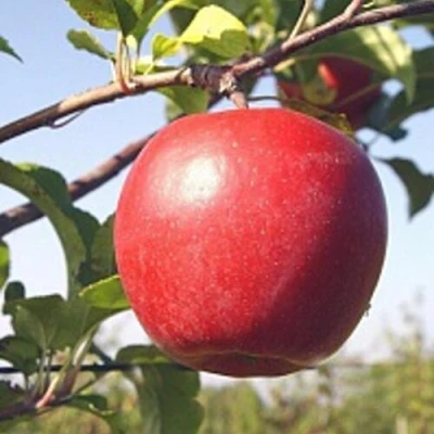 Яблоня ЛИГОЛ в Пензе