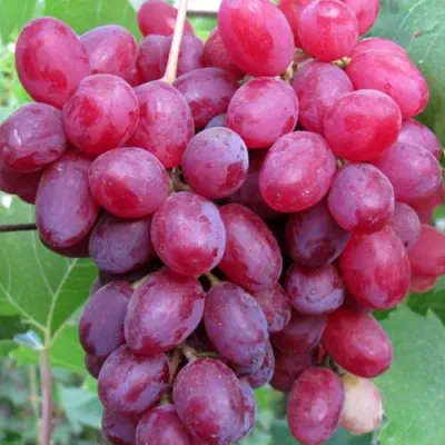 Виноград КИШМИШ ВЕЛЕС в Пензе