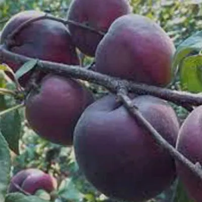 Абрикос ЧЕРНЫЙ БАРХАТ в Пензе