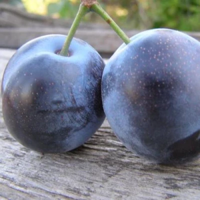 Слива БЛЮФРИ в Пензе