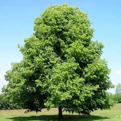 Липа мелколистная в Пензе
