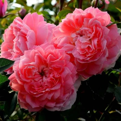 саженцы розы Ольга