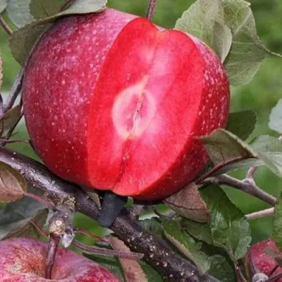 Яблоня РЕД КЕТТИ в Пензе