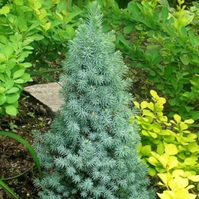 Ель КОНИКА сизая в Пензе
