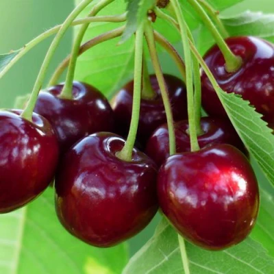 Дюк ЖИВИЦА (ЧЕРЕВИШНЯ) в Пензе