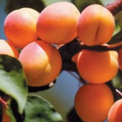 Абрикос УЛЬЯНИХИНСКИЙ в Пензе