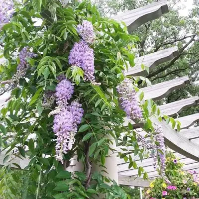 Глициния макростахия БЛЮ МУН в Пензе