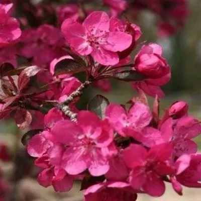 Яблоня РЕД КЕТТИ в Пензе