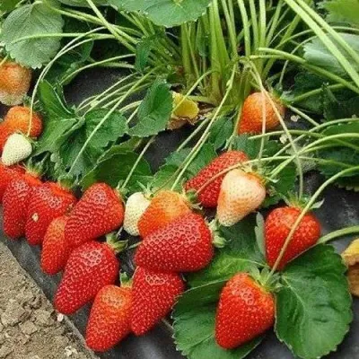 Клубника РОКСАНА в Пензе