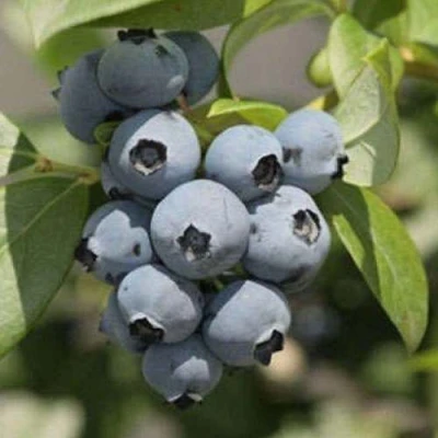 саженцы голубики