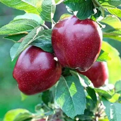 Яблоня РЕД ДЕЛИШЕС в Пензе