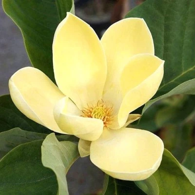 Магнолия ЕЛЛОУ ЛАНТЕРН в Пензе