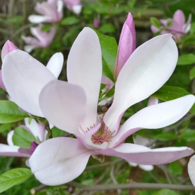 Магнолия ДЖОРДЖ ГЕНРИ КЕРН в Пензе