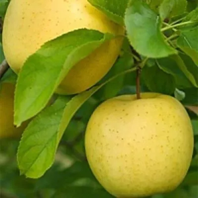 Яблоня АНАНАС в Пензе