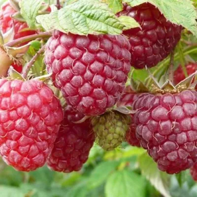 Малина ПОЛЬКА (ПОЛКА) в Пензе