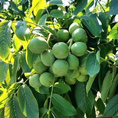 Грецкий орех  ИЗЯЩНЫЙ в Пензе