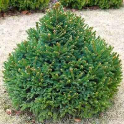 Ель БАРРИ обыкновенная в Пензе