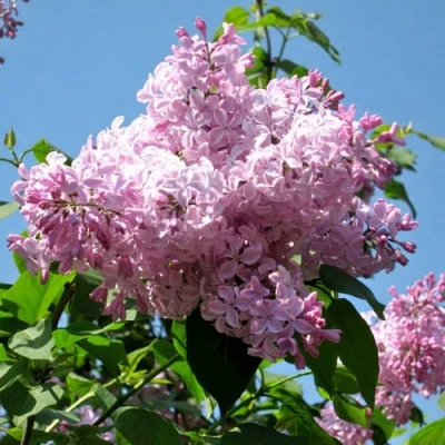 Сирень БУФФОН в Пензе
