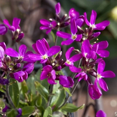 Арабис РОУЗ делайт в Пензе