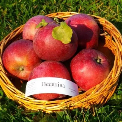Яблоня ВЕСЯЛИНА в Пензе