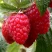 Малина КВЕЛЛИ в Пензе