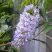 Глициния макростахия БЛЮ МУН в Пензе