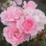 Роза БОНИКА флорибунда в Пензе
