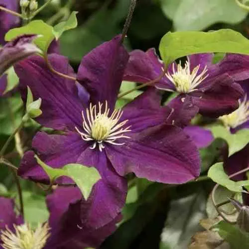 Клематис ГЕРОИ ВАРШАВЫ  Клематис ГЕРОИ ВАРШАВЫ в Пензе