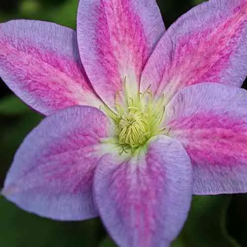 Клематис ЧЕЙНДЖ ОФ ХАРТ  Клематис ЧЕЙНДЖ ОФ ХАРТ в Пензе